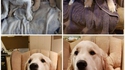 Les 2 mêmes chiens à des âges différents...