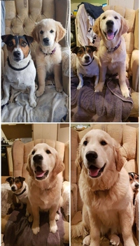 Les 2 mêmes chiens à des âges différents...