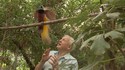 Sir Attenborough et son copain, l'oiseau de paradis