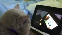 Puissance chats