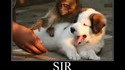 Touche pas au chien