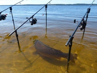 Kan le poisson se fout de ta gueule