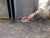 Tu attends ta maman, Bambi ?