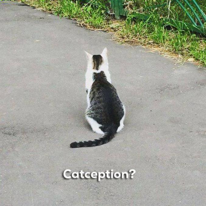 Un chat dans un chat