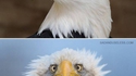 Pourquoi l'animal emblématique des États-Unis est toujours photographié de profil ?