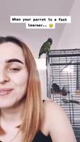 Est ce que ça existe des boules quies pour oiseaux ?
