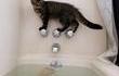A priori, il n'aime pas l'eau, mais il cherche les embrouilles.