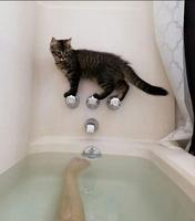 A priori, il n'aime pas l'eau, mais il cherche les embrouilles.