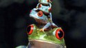 Empilement de grenouilles
