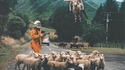 Transhumance par drone