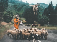 Transhumance par drone