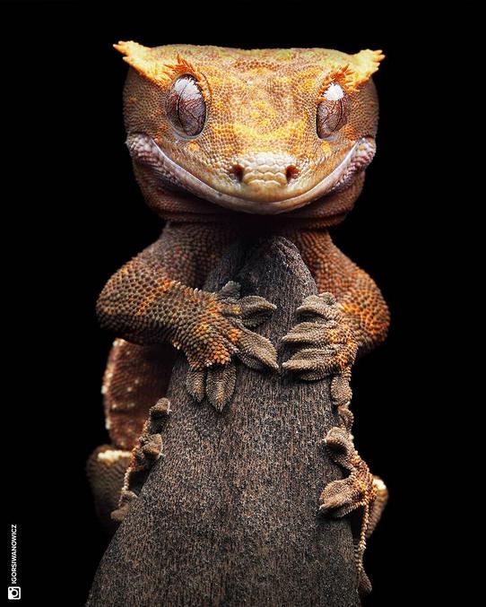 Correlophus ciliatus, nommé Rhacodactylus ciliatus jusqu'en 2012, est une espèce de geckos de la famille des Diplodactylidae[1]. En français il est appelé Gecko à crête, Gecko à cils ou encore Gecko à frange.

On l'a cru éteint jusqu'à sa redécouverte en 1994[2]. C'est un animal populaire dans le milieu de la terrariophilie pour son maintien relativement aisé et son caractère peu farouche.