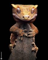Correlophus ciliatus