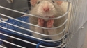 Rat ravi