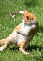 Chat faisant connaissance avec lézard martiaux