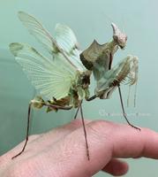 Une mante religieuse qui n'a pas une gueule de porte-bonheur
