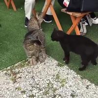 Chat diplomate