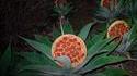 Comme disait Voltaire : "Il faut cultiver notre jardin"