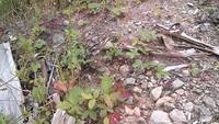 Fourmis rouges VS Fourmis noires