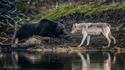 Rencontre entre un ours et un loup