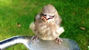 Angry birds