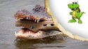 Croc?