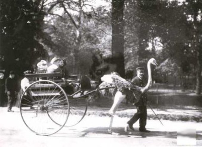 Un voyage en calèche tiré par une autruche.