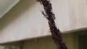 Fourmis