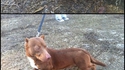 Croisé pitbull-teckel