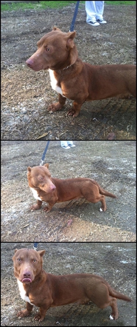 Croisé pitbull-teckel