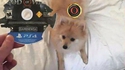 Un chien joueur