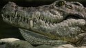 Gigantoraptor