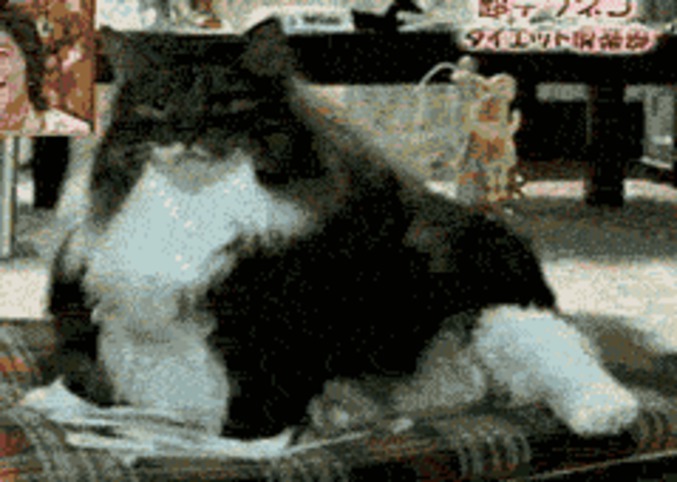 Le chat trop gros