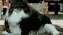 Le chat trop gros