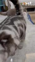 Chat fouette 