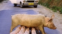 Marre hey cochons là