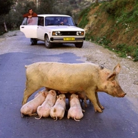 Marre hey cochons là