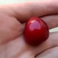 Une queue de cerise