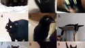 Échelle de chat