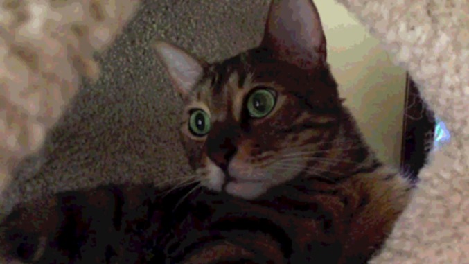 lolcat n'a pas envie de rire