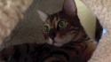 lolcat n'a pas envie de rire