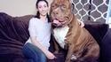 Mais c'est un gros chienchien çà madame !