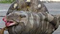 Serpent trop gourmand