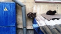 Lévi-Cat