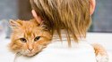 Des chats attendent leur humain