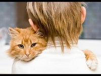 Des chats attendent leur humain