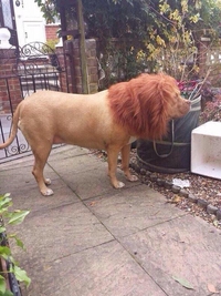 Like a lion.