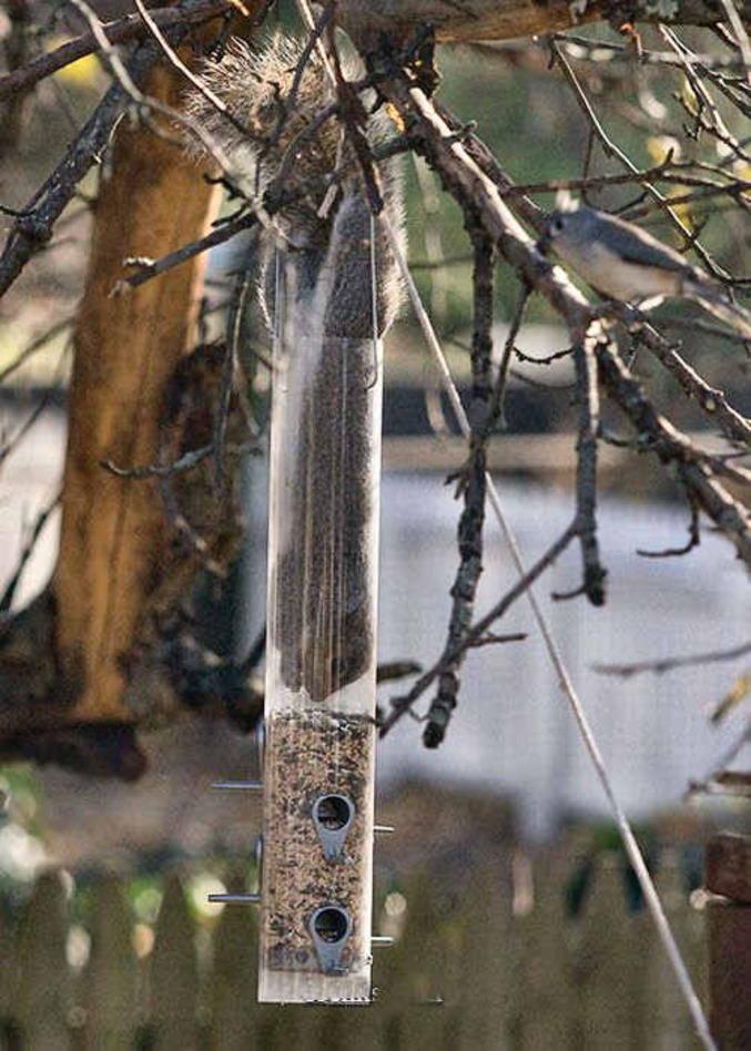 Un écureuil prêt à tout pour manger.