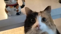 Le chat et la tasse