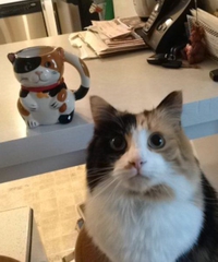 Le chat et la tasse